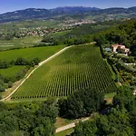 Vitis *