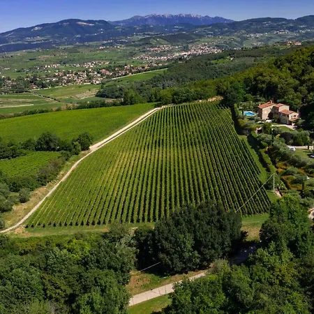 Vitis *