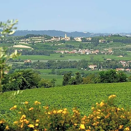 Vitis * Negrar